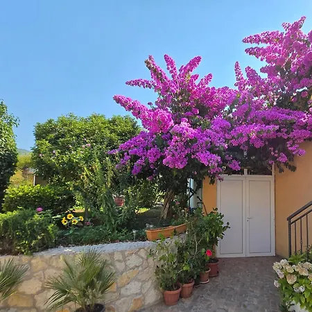 Pharia Jelsa (Hvar)